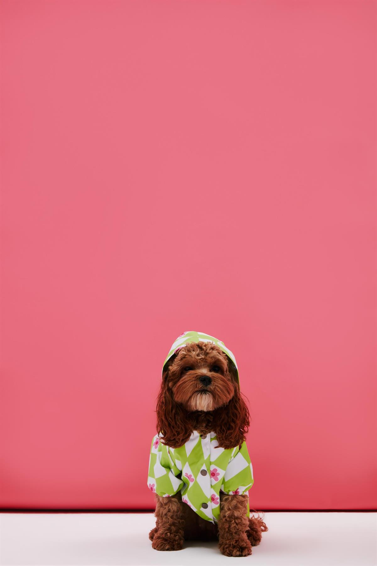 Little Monster Green Green Courage Dog Rain