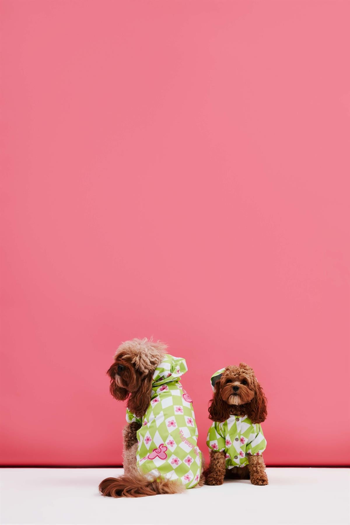 Little Monster Green Green Courage Dog Rain