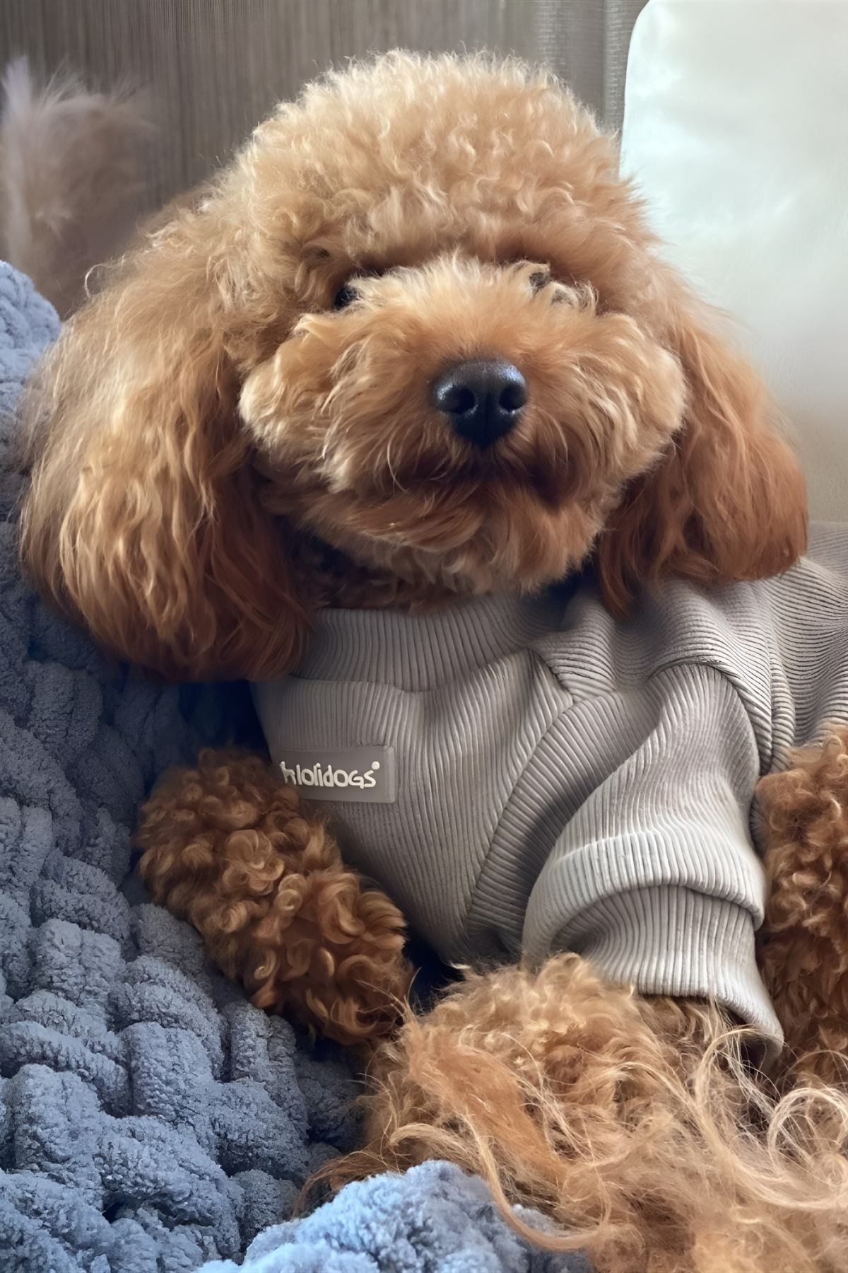 Lollidogs Basics - Kashkorse Dog Sweatshirtu Smoke Gray