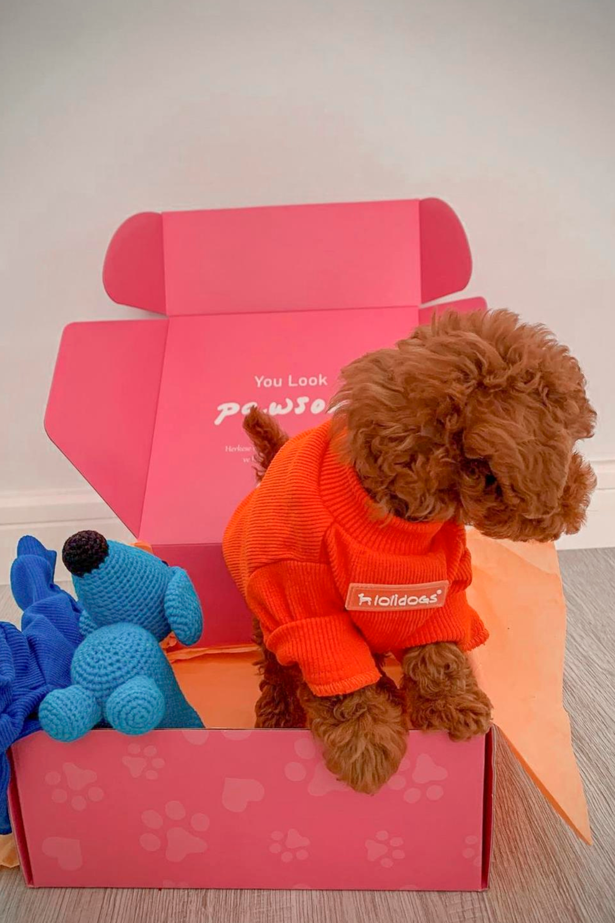 Lolidogs Basics - Kaşkorse Köpek Sweatshirtü Pumpkin Turuncu