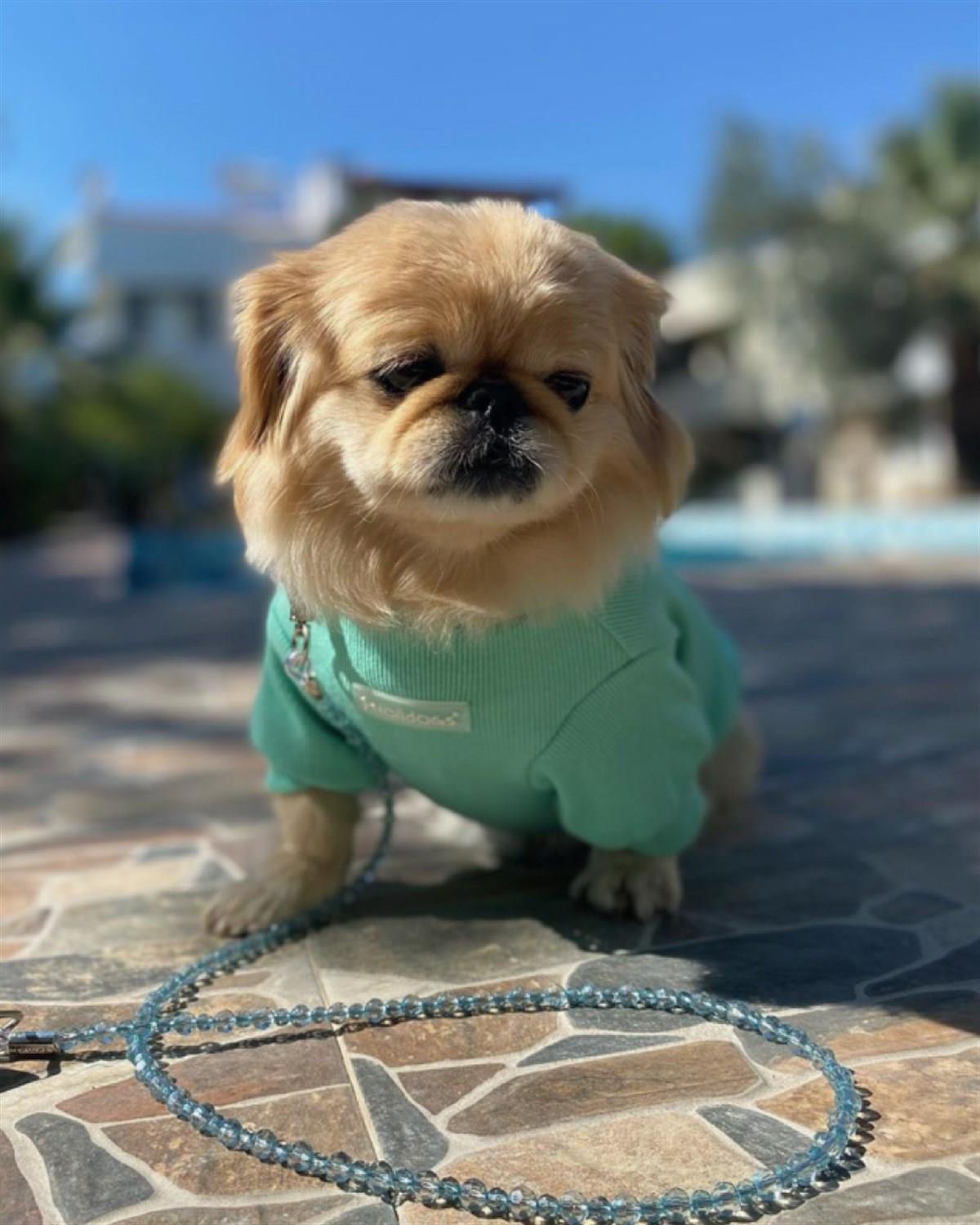 Lolidogs Basics - Kaşkorse Köpek Sweatshirtü Mint Mermaid