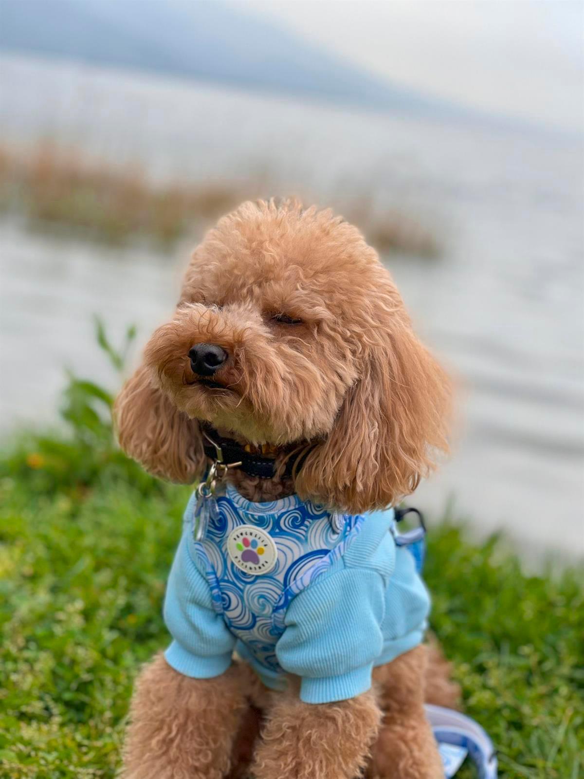 Lollidogs Basics - Kashkorse Dog Sweatshirtu Baby Blue Blue
