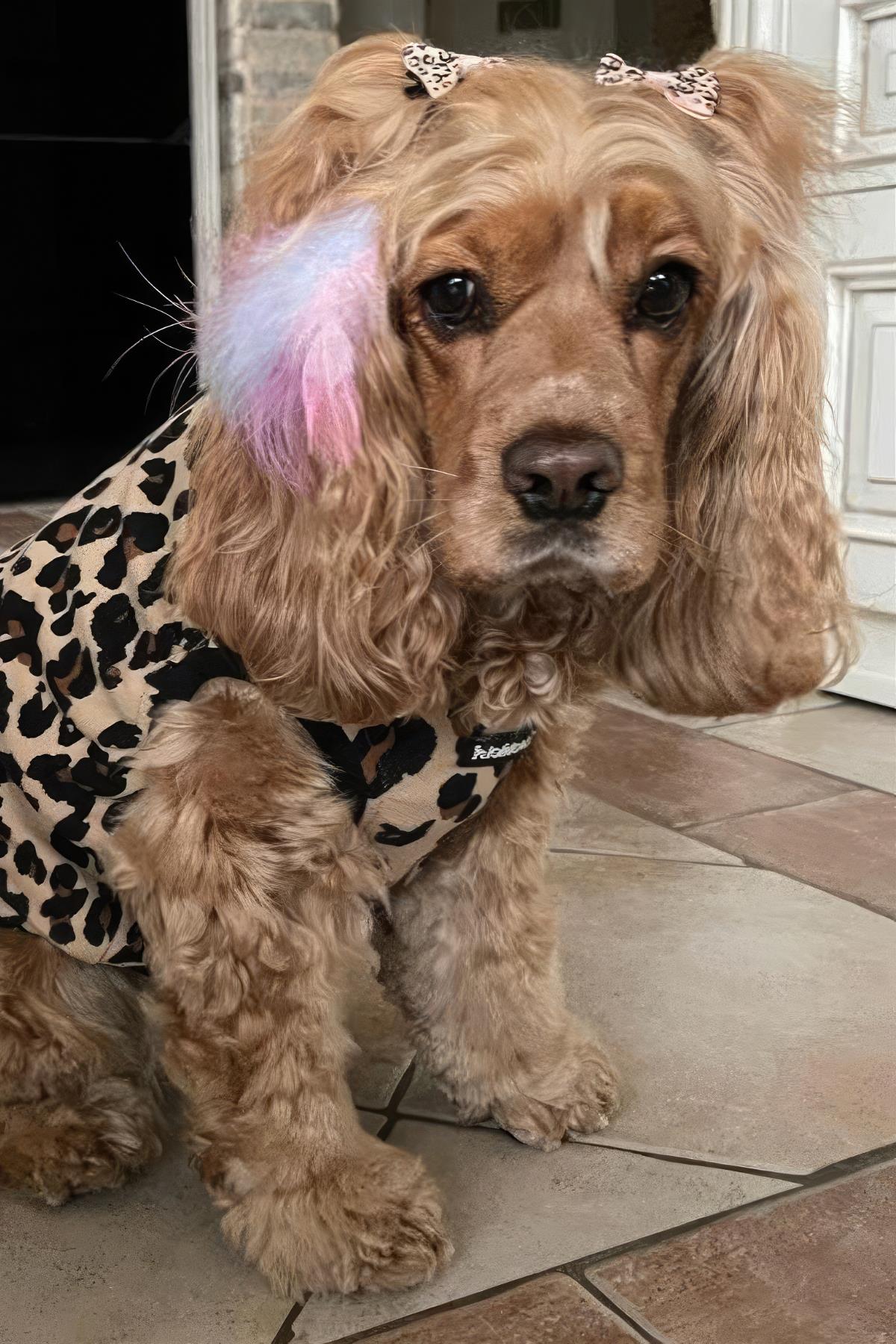 Lolidogs Basics - Kaşkorse Köpek Sweatshirtü Leopard