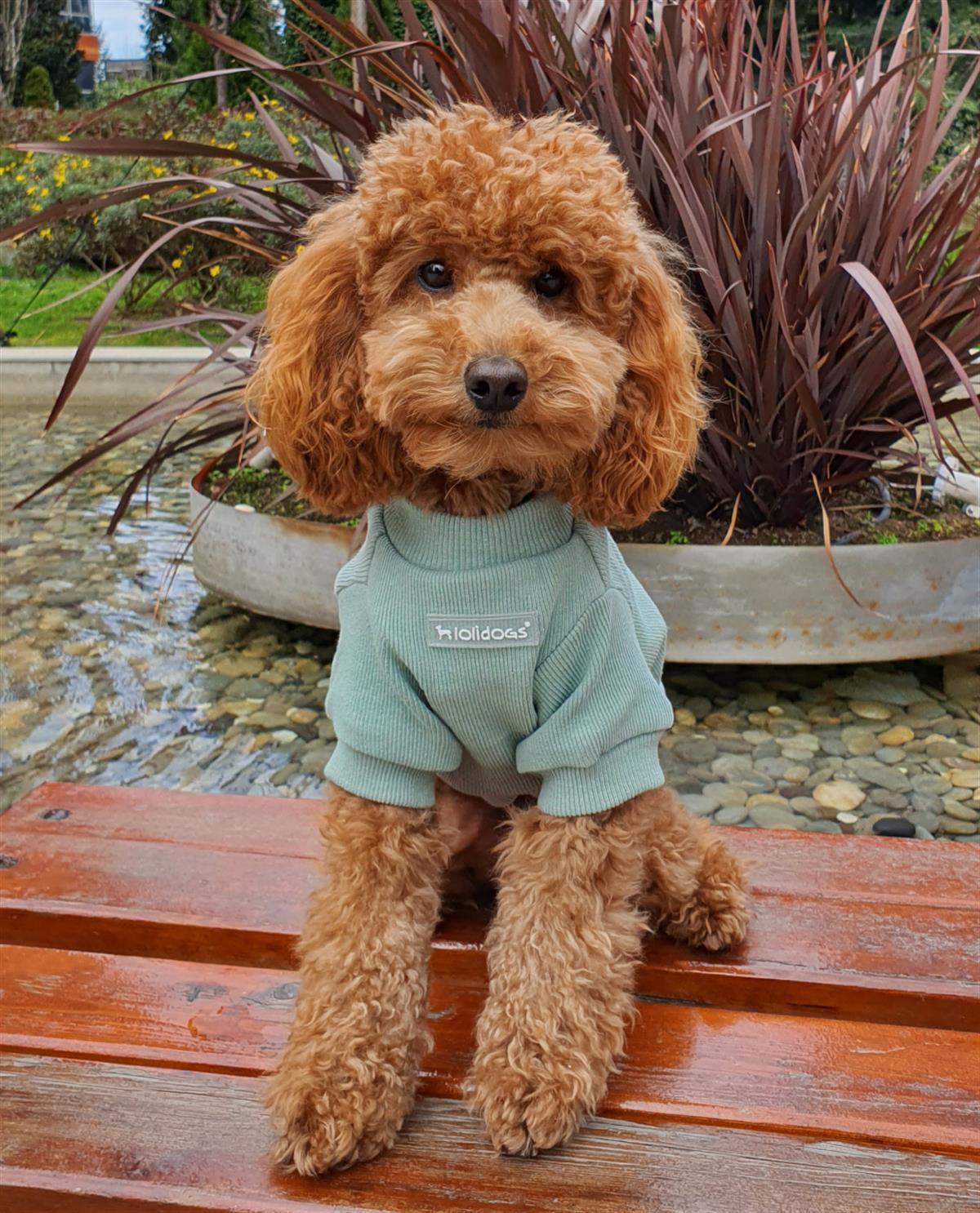 Lolidogs Basics - Kaşkorse Köpek Sweatshirtü Sage Yeşil