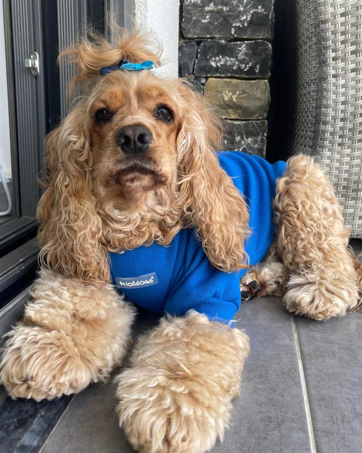 Lolidogs Basics Kaşkorse Saks Mavi Köpek Sweatshirt