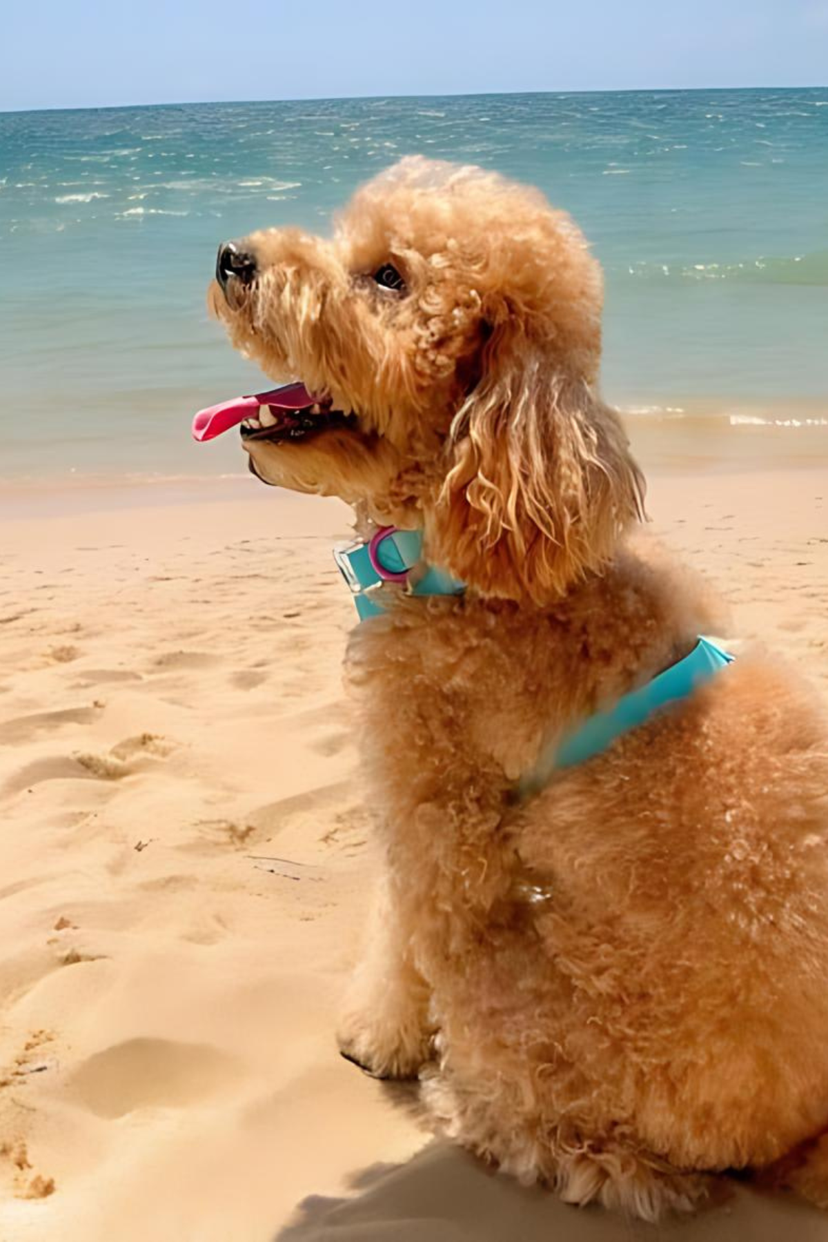 Lolidogs Jelly Collection Köpek Gezdirme Tasması Berry