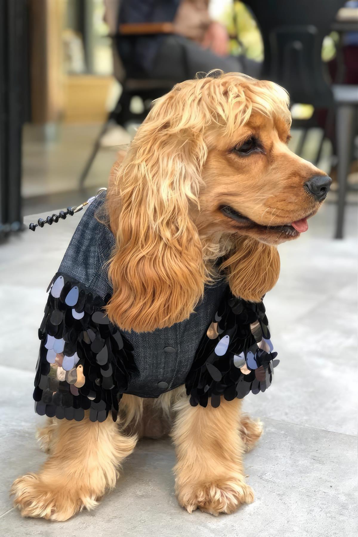 Lolidogs Köpek Kot Ceketi