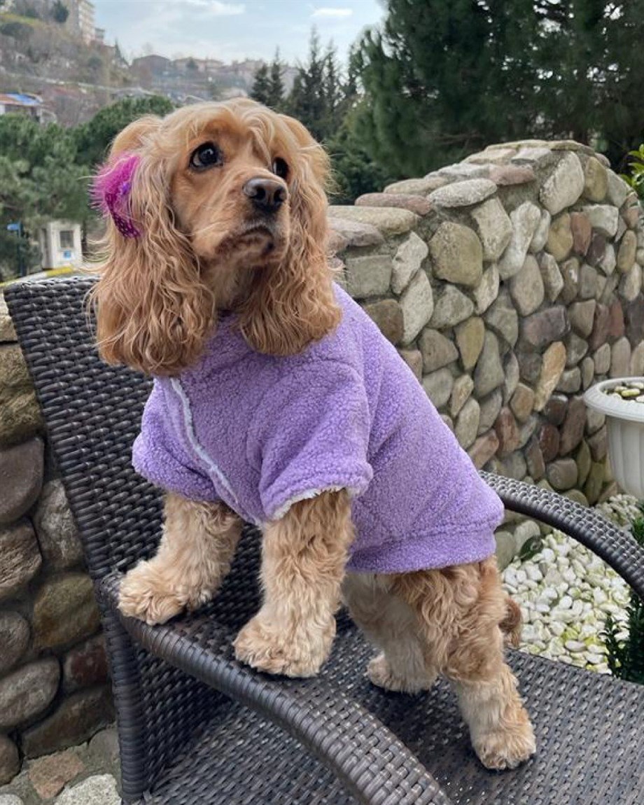 Lolidogs Lavander Teddy Köpek Montu Lila