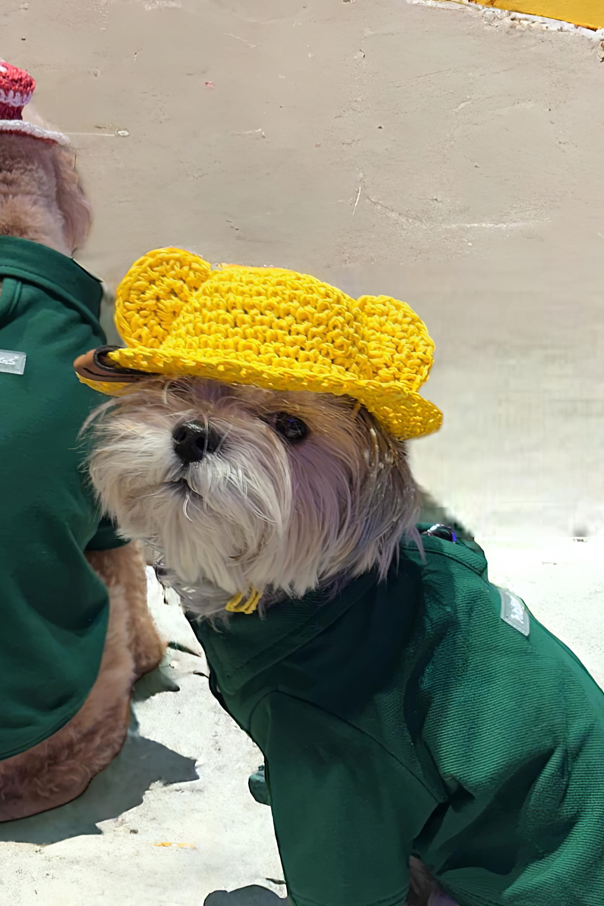 Lolidogs Polo Yaka Köpek Tshirtü Yeşil