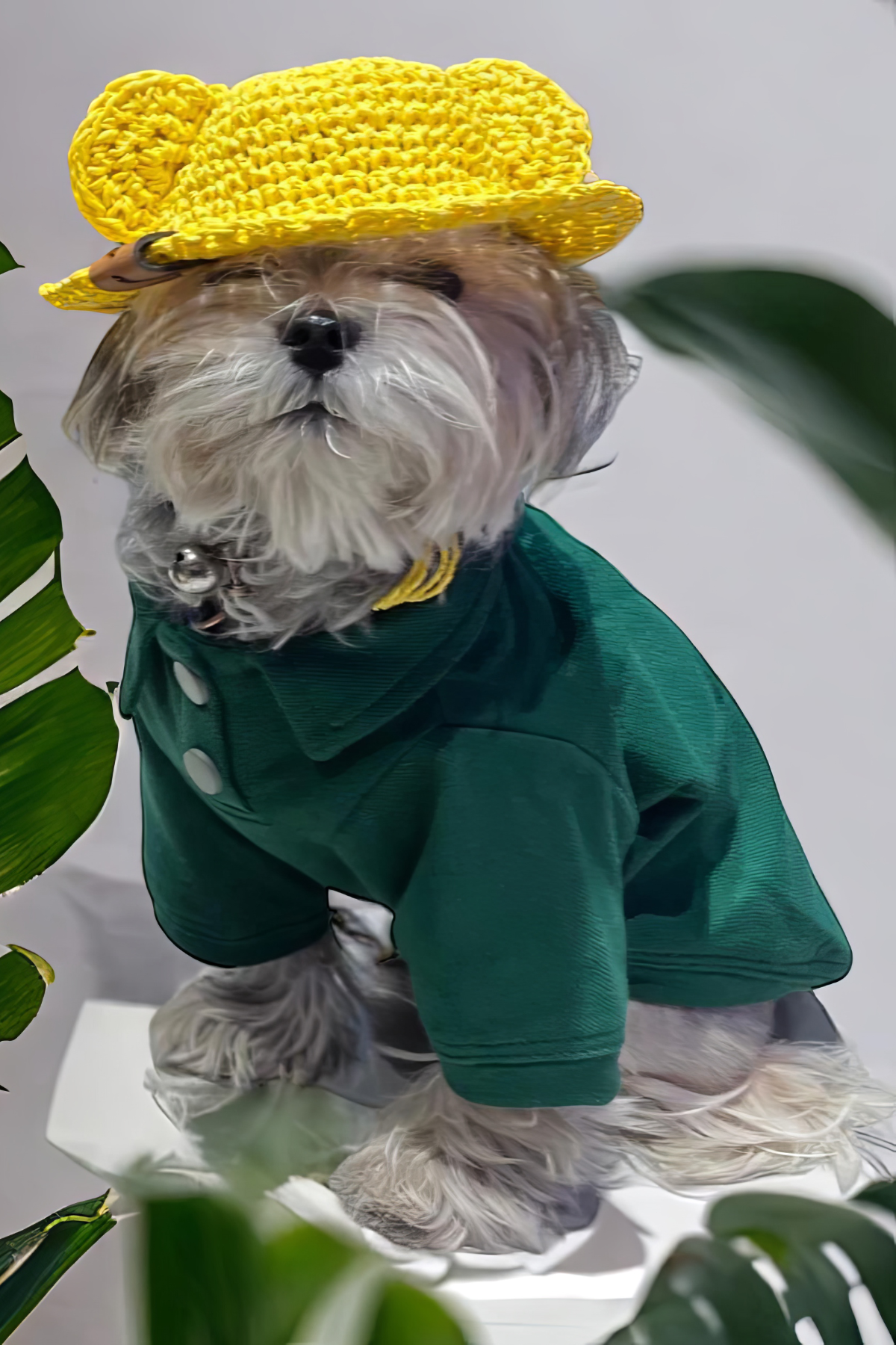 Lolidogs Polo Yaka Köpek Tshirtü Yeşil