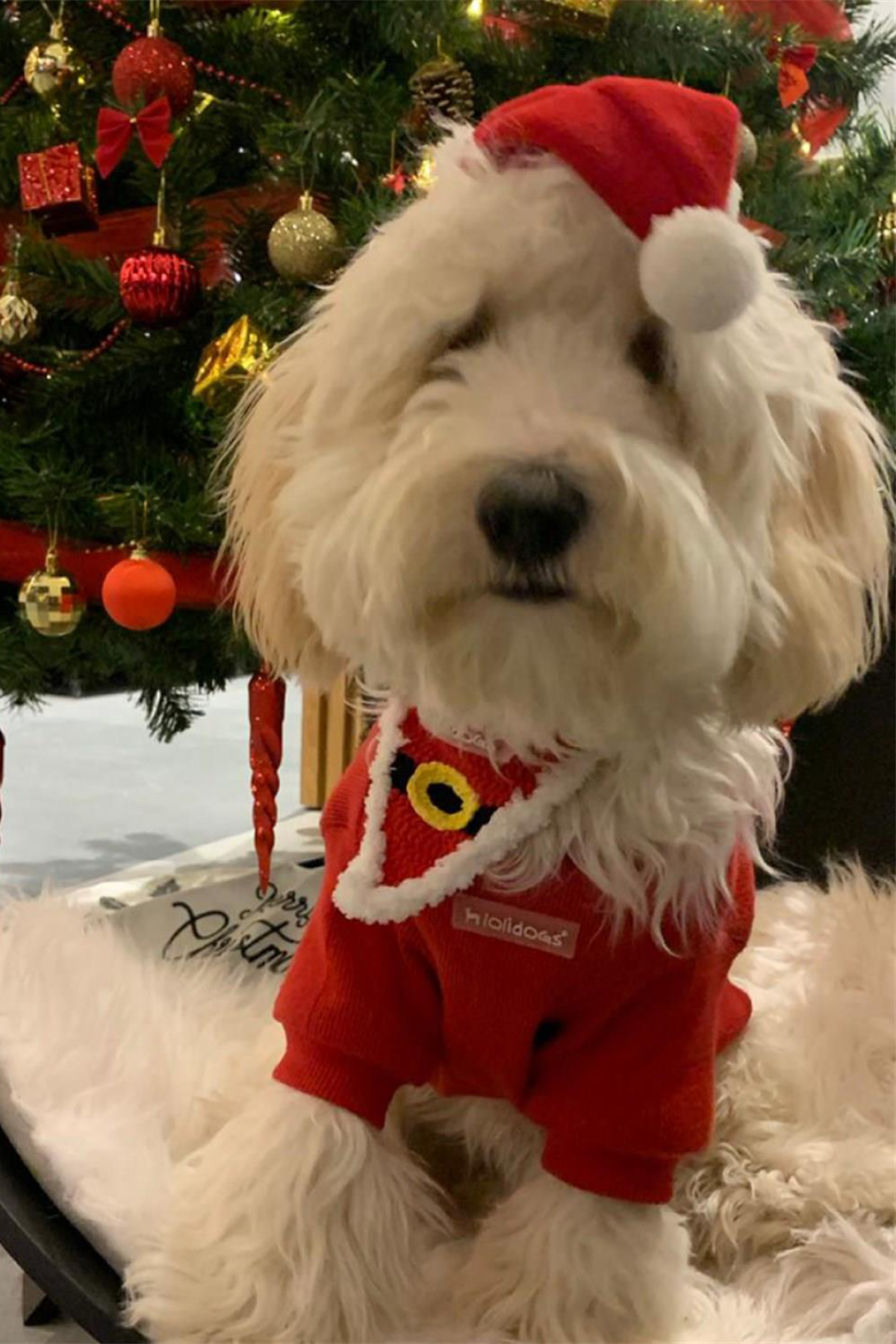 Lolidogs Santa Köpek Bandanası