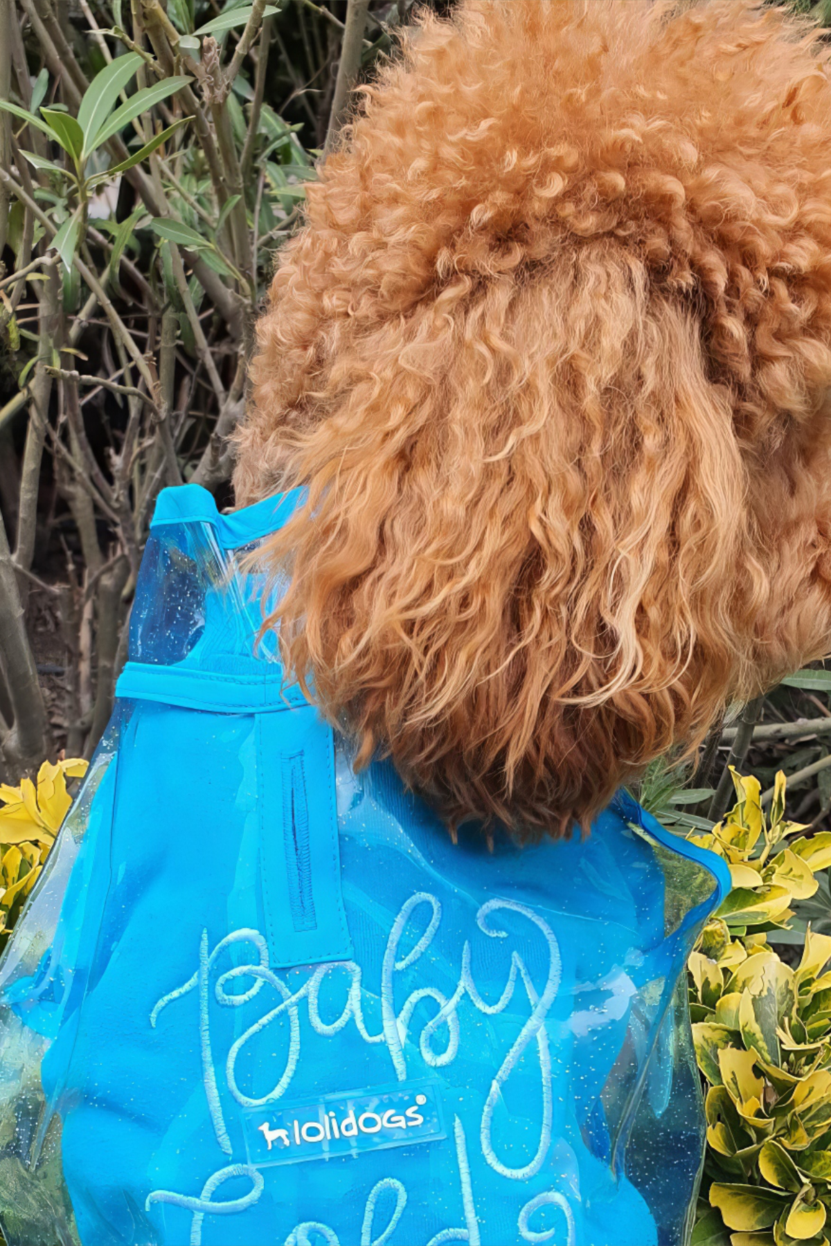 Lolidogs Simli Şeffaf Köpek Yağmurluğu Mavi