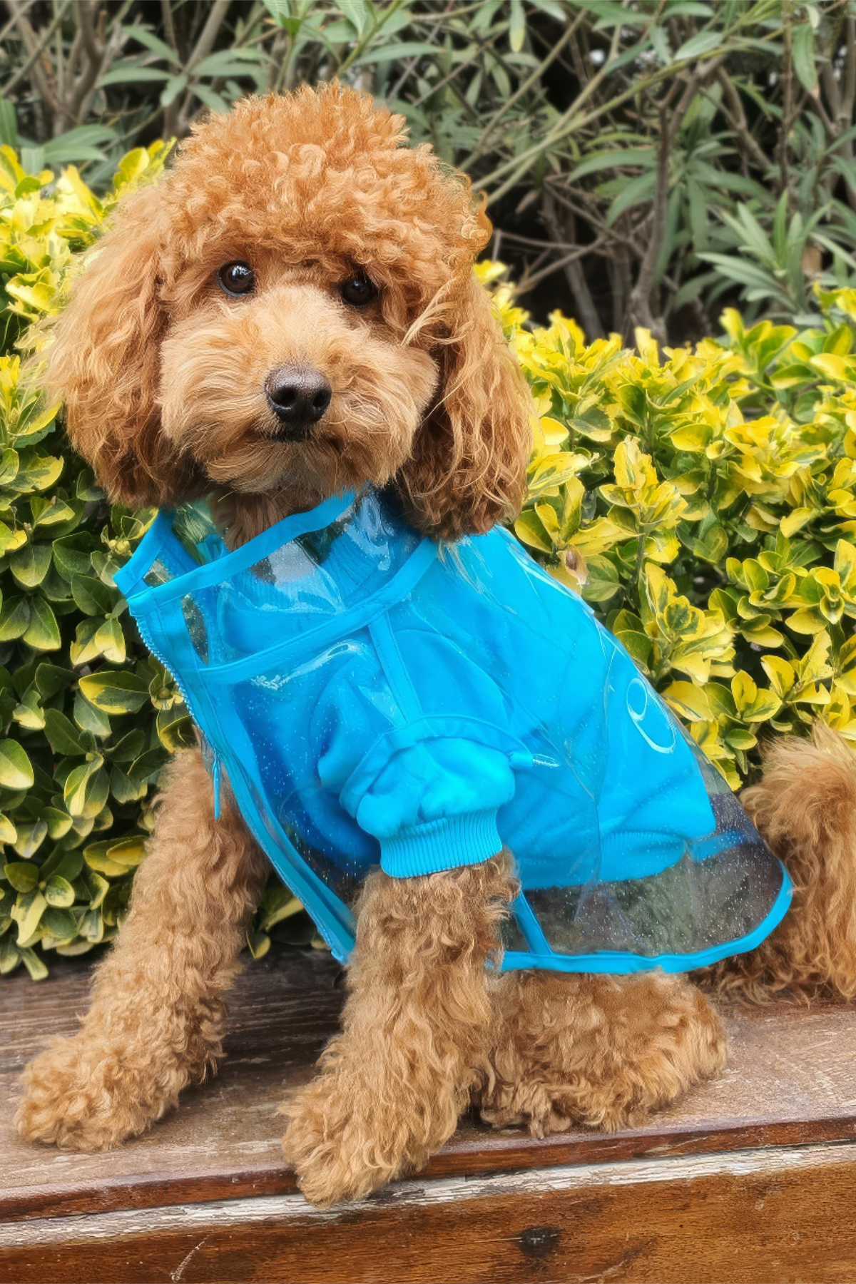 Lolidogs Simli Şeffaf Köpek Yağmurluğu Mavi