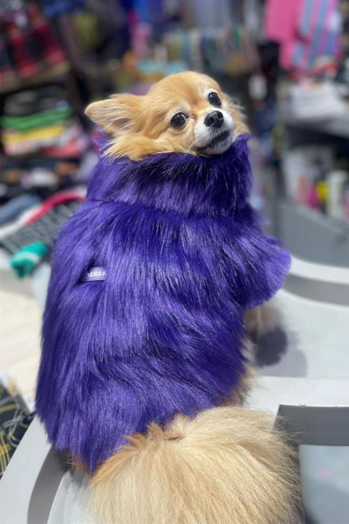 Lolidogs Suni Kürklü Köpek Montu Mor