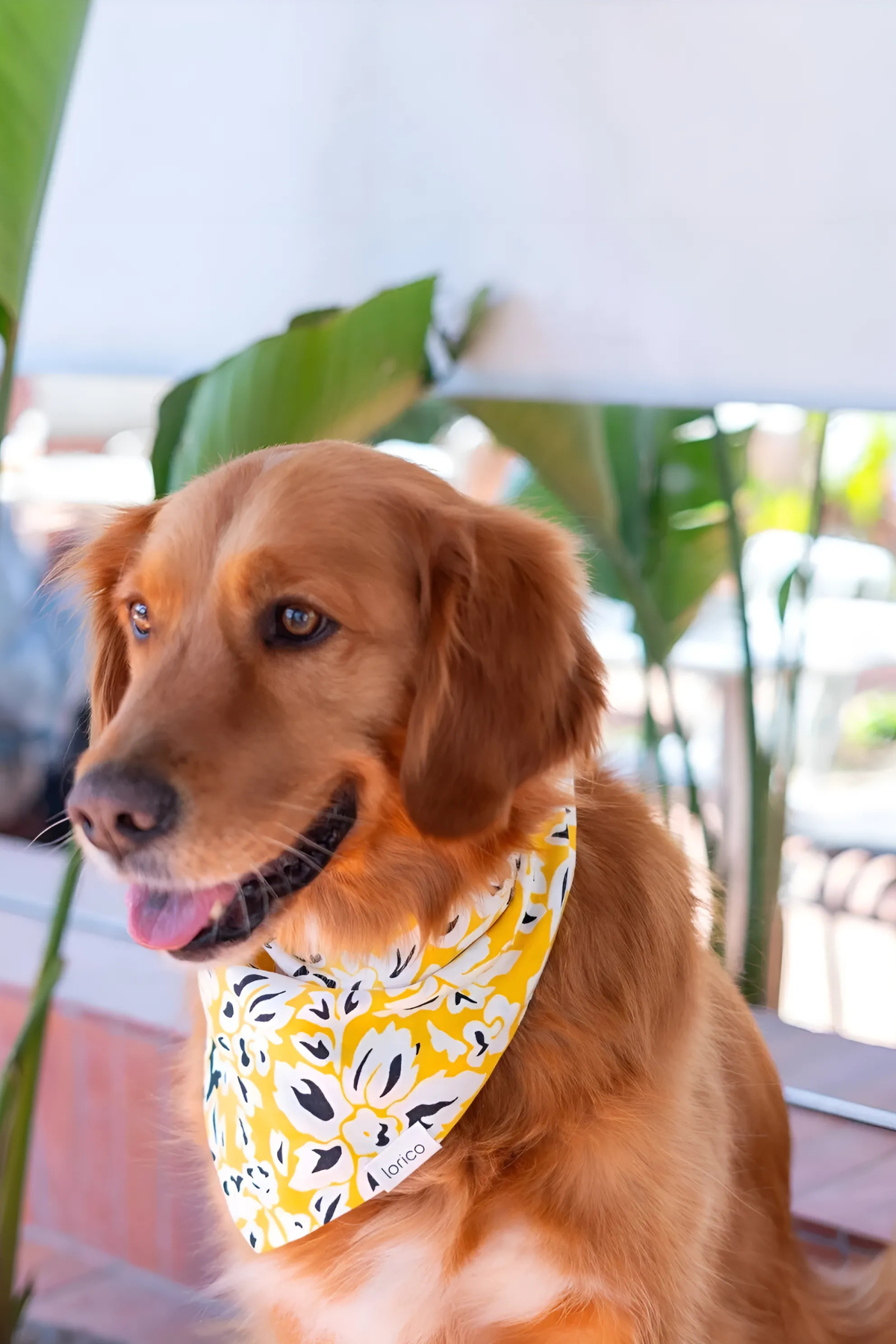 Lorico Köpek Çıtçıtlı Desenli Fular/Bandana Sarı 
