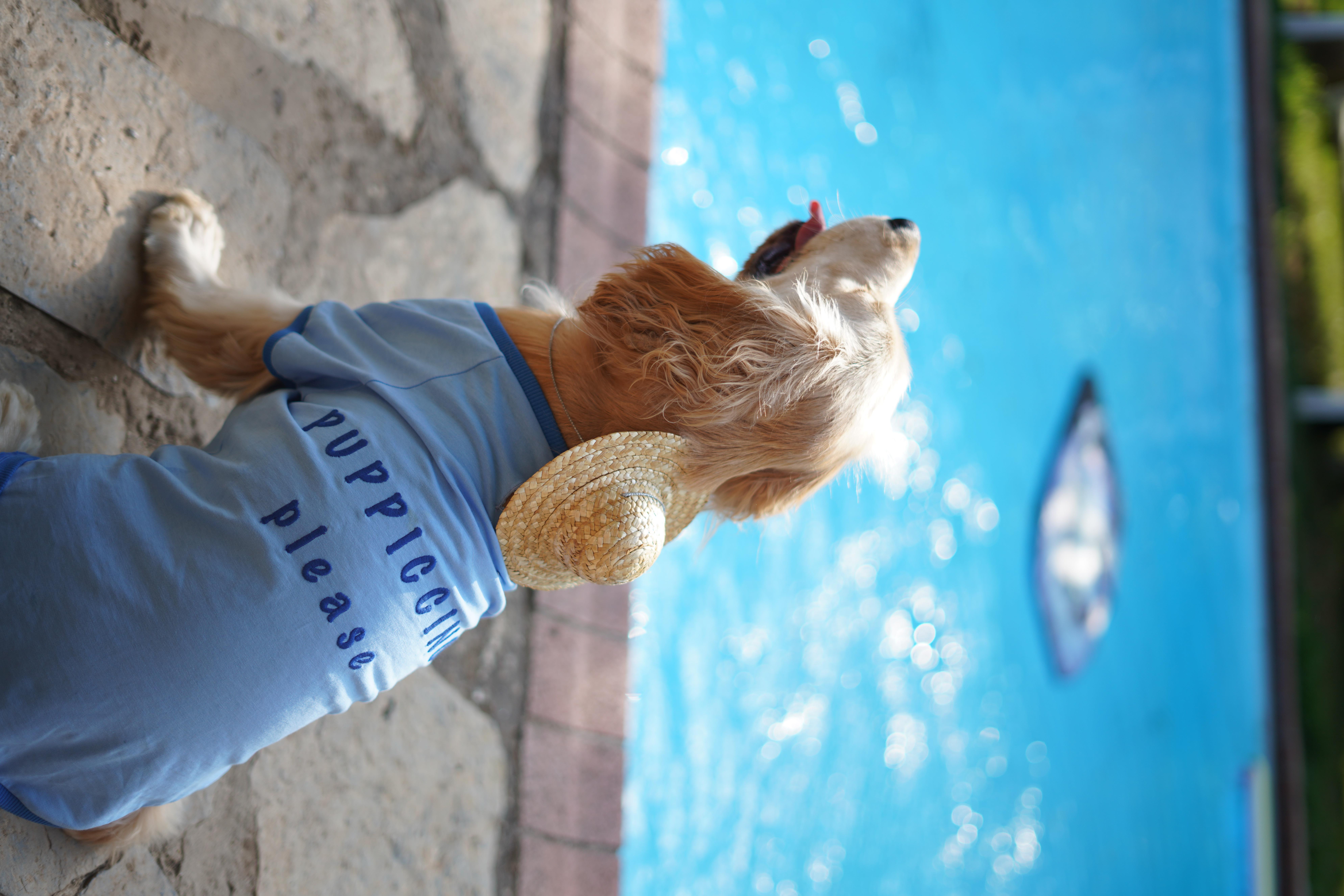 Lorico-Pet Amalfi T-Shirt - Mavi Köpek Kıyafeti