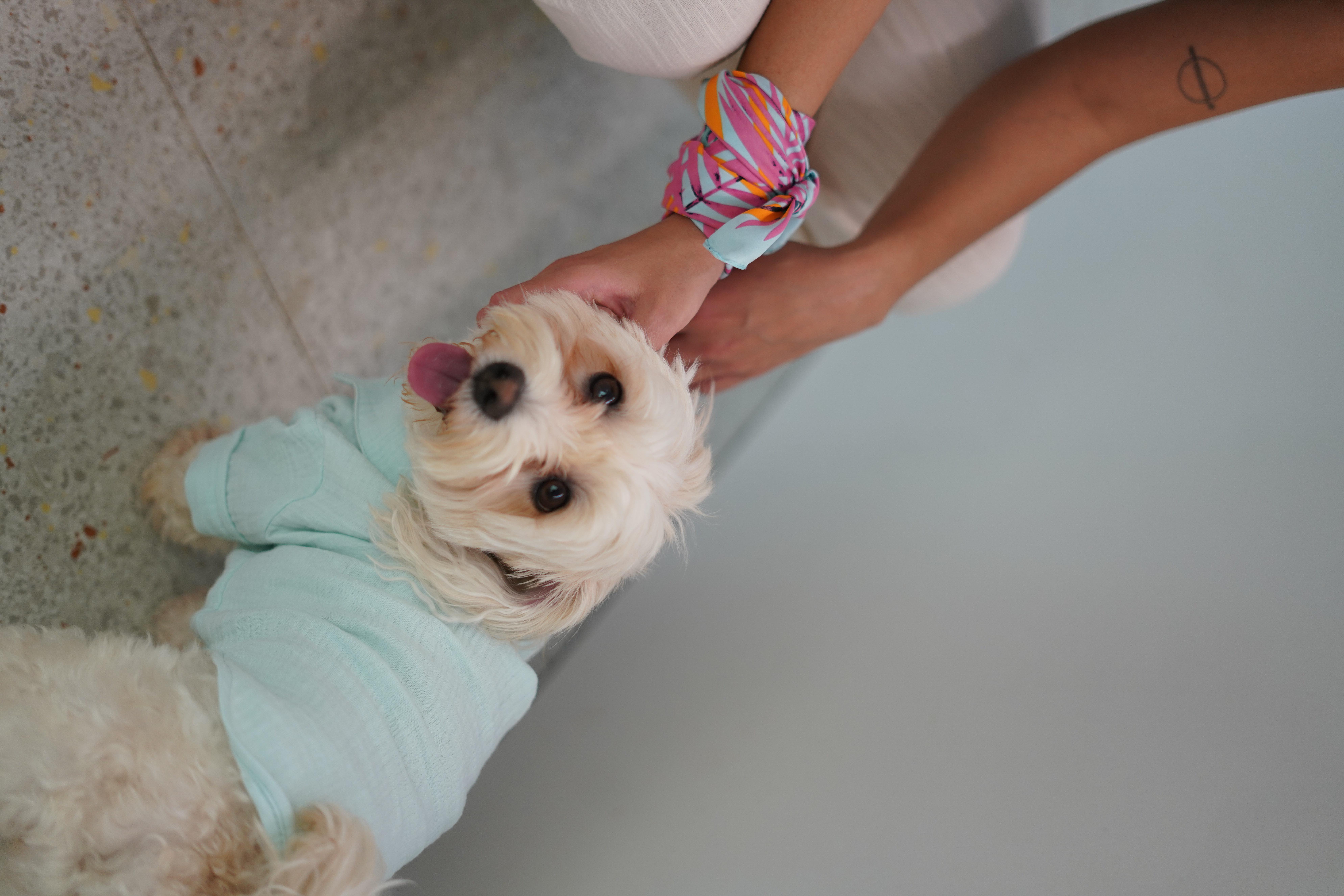 Lorico-Pet Positano Gömlek - Su Yeşili Köpek Kıyafeti