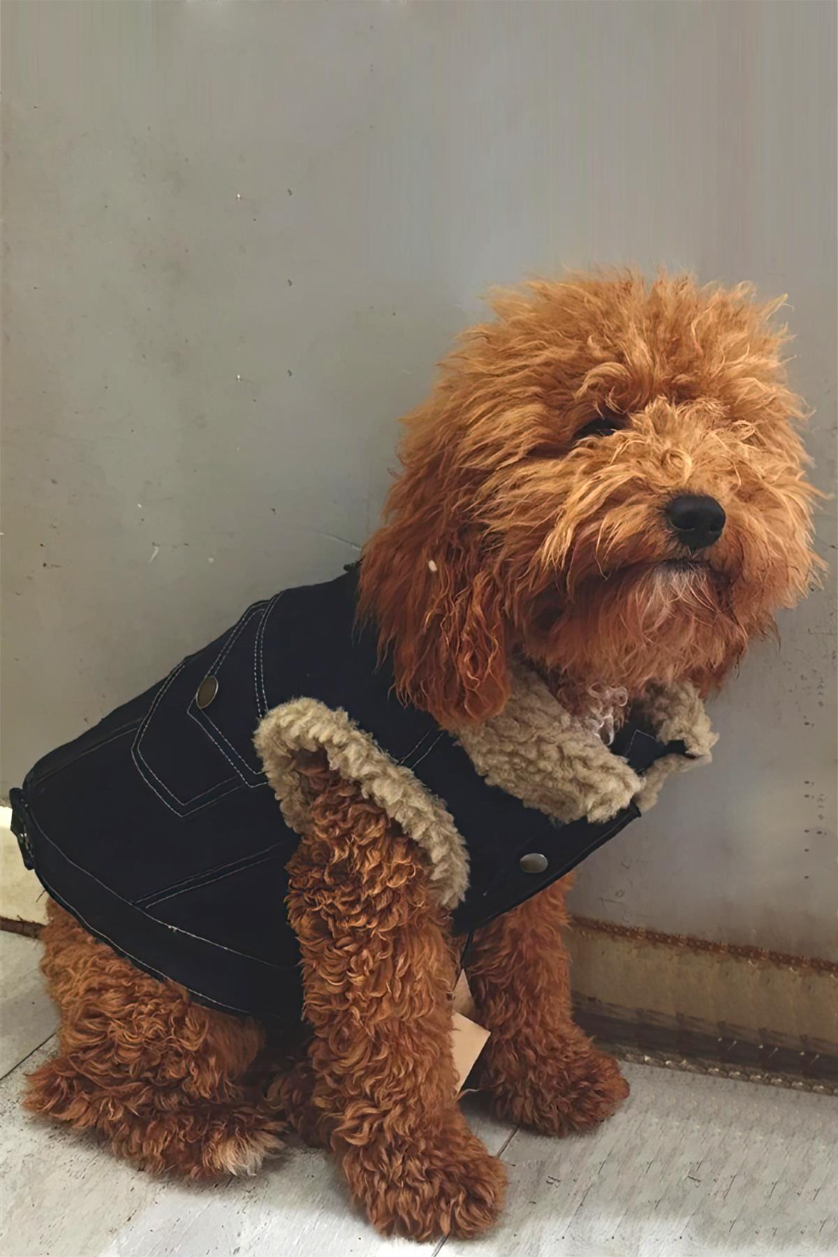 Lulu The Urban Pup Cosy Up Denim Jacket