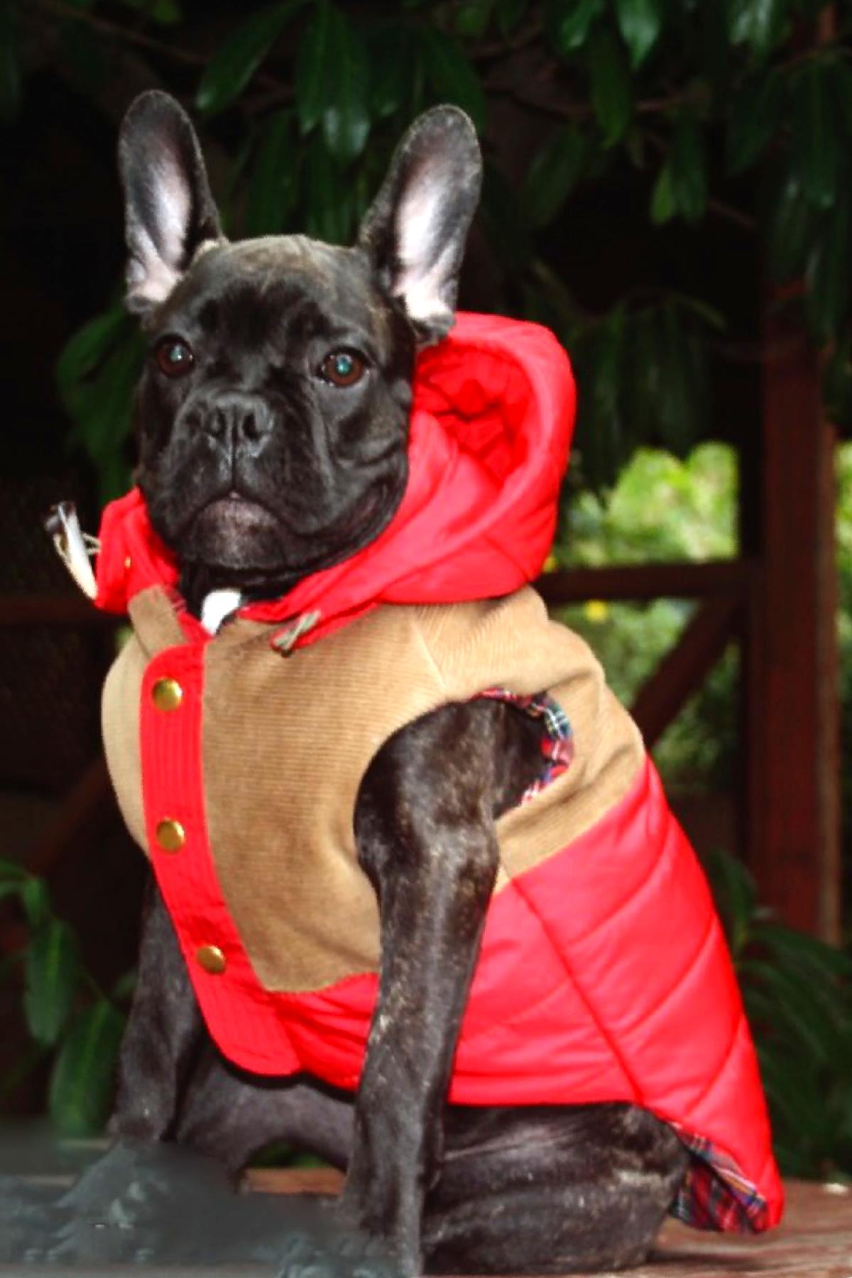 Lulu The Urban Pup Red Puffer