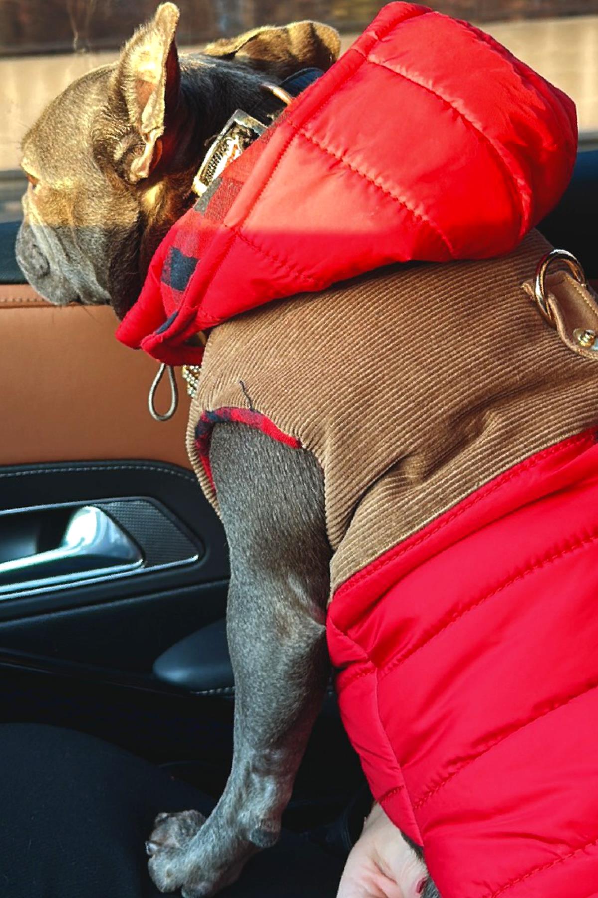 Lulu The Urban Pup Red Puffer