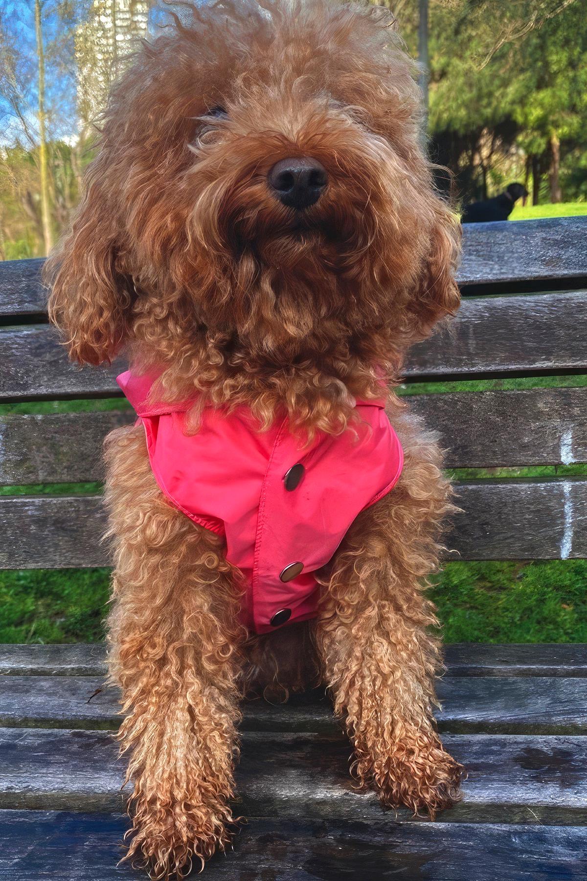 Lulu The Urban Pup Ultra Light Pink Raincoat