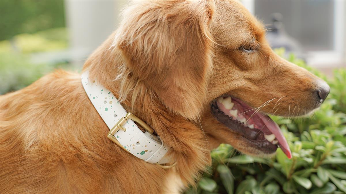 MarsAndMocha Beyaz Püskürtmeli Kedi-Köpek Tasması