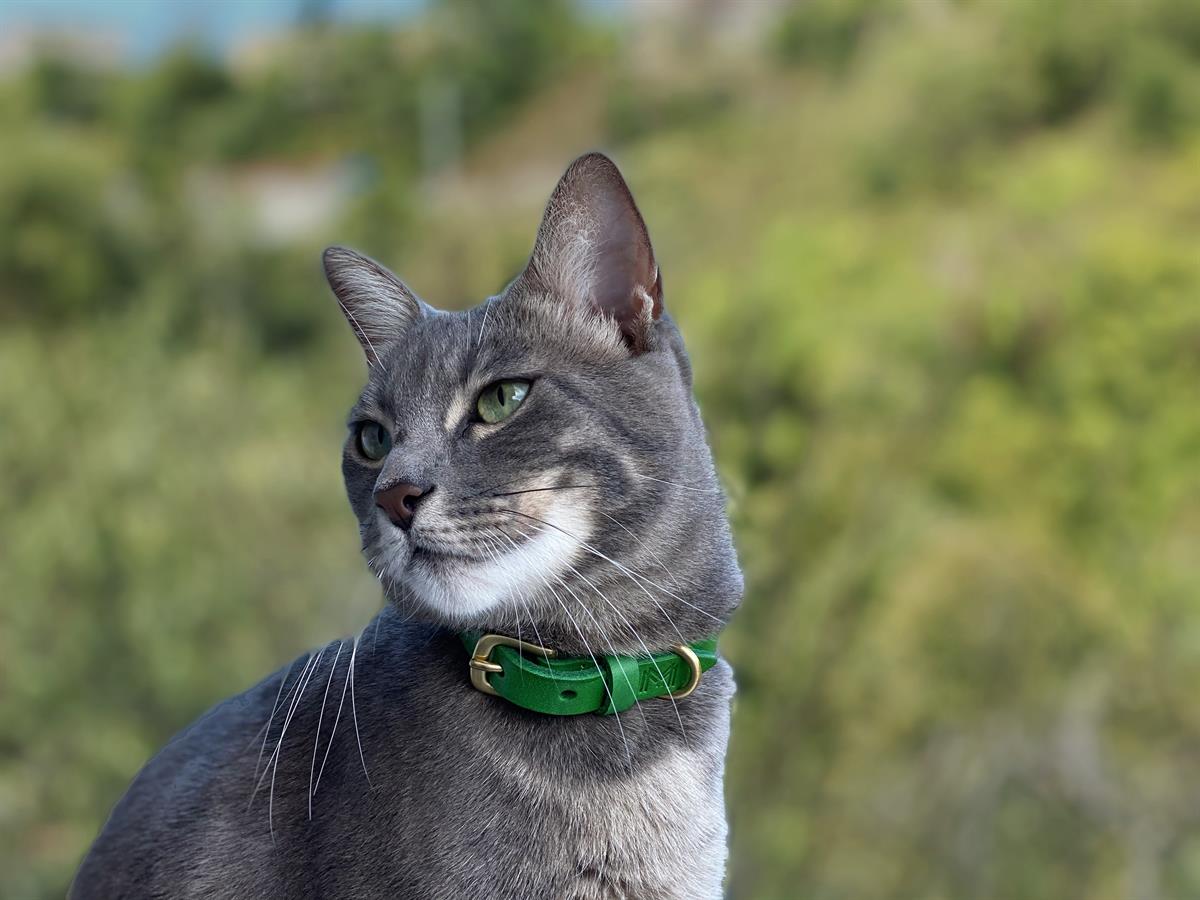 MarsAndMocha Yeşil Deri Köpek Tasması