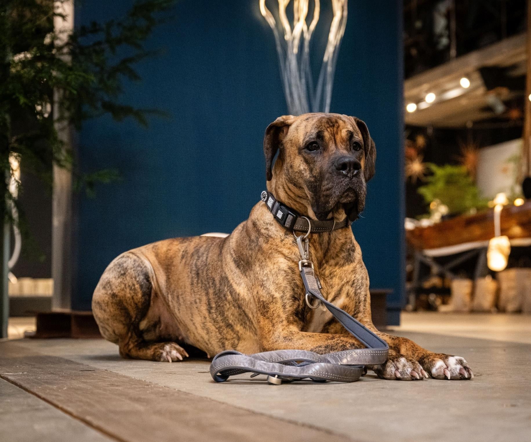 Max & Molly Matrix 2.0 Dog Walking Leash - Stone