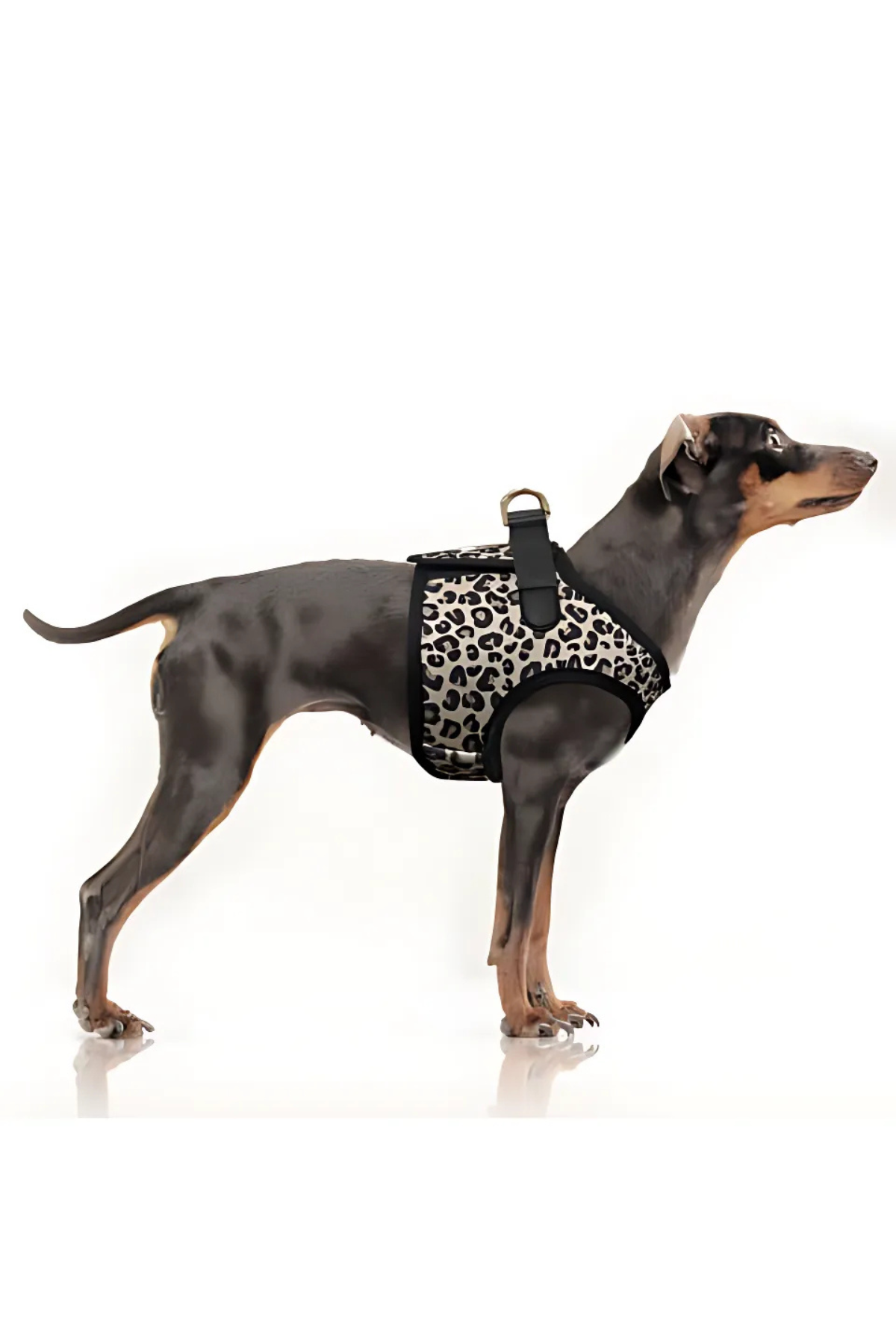 Milk and Pepper Zendaya Leopard Jacket Göğüs Tasması 