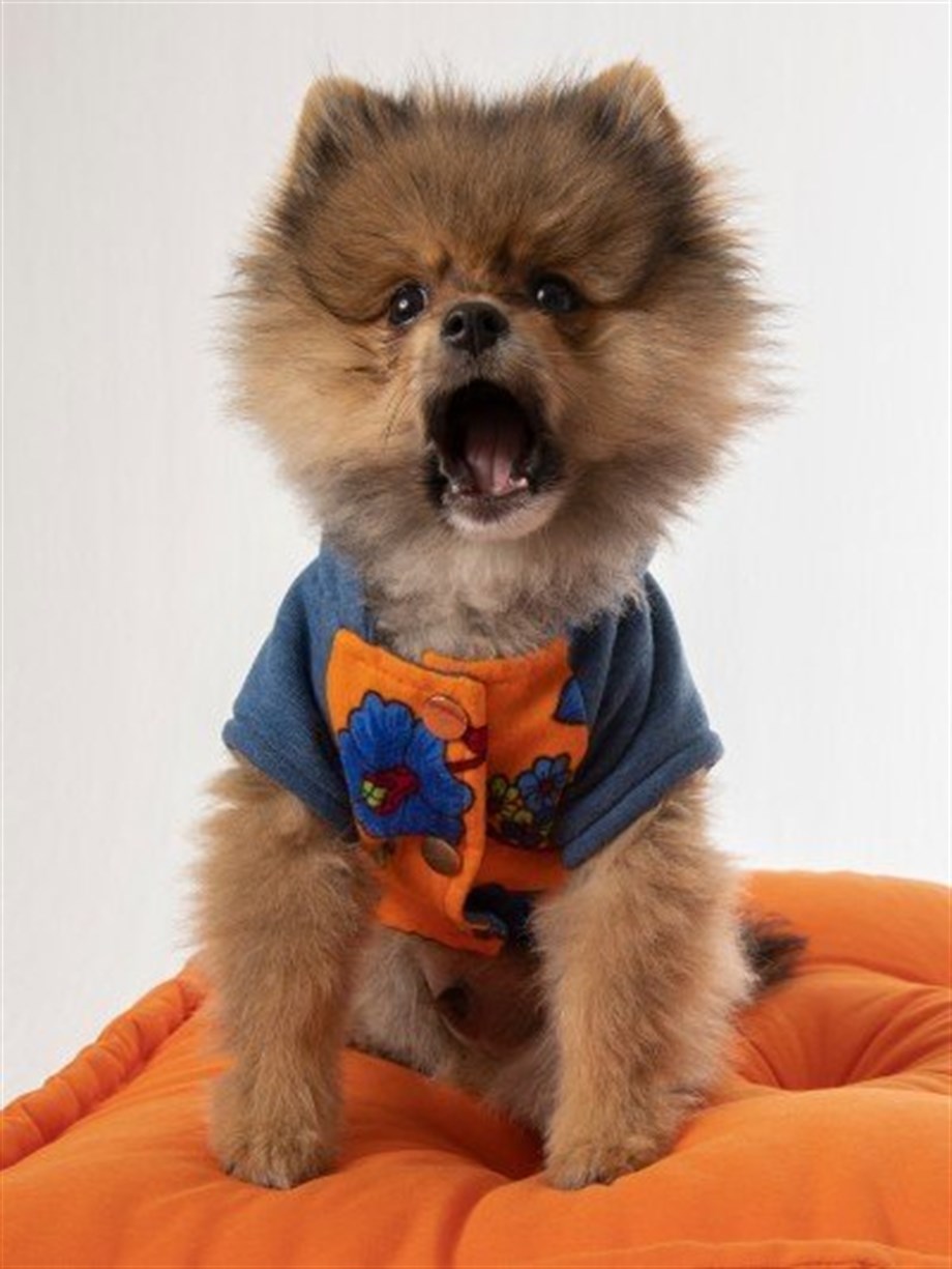 Moi And Ellie Bailey Bomber Jacket Dog Jacket