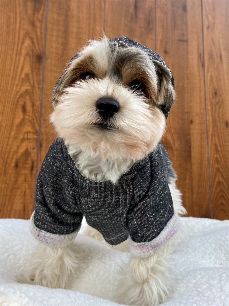 Moi and Ellie Brad Hoodie sweatshirt