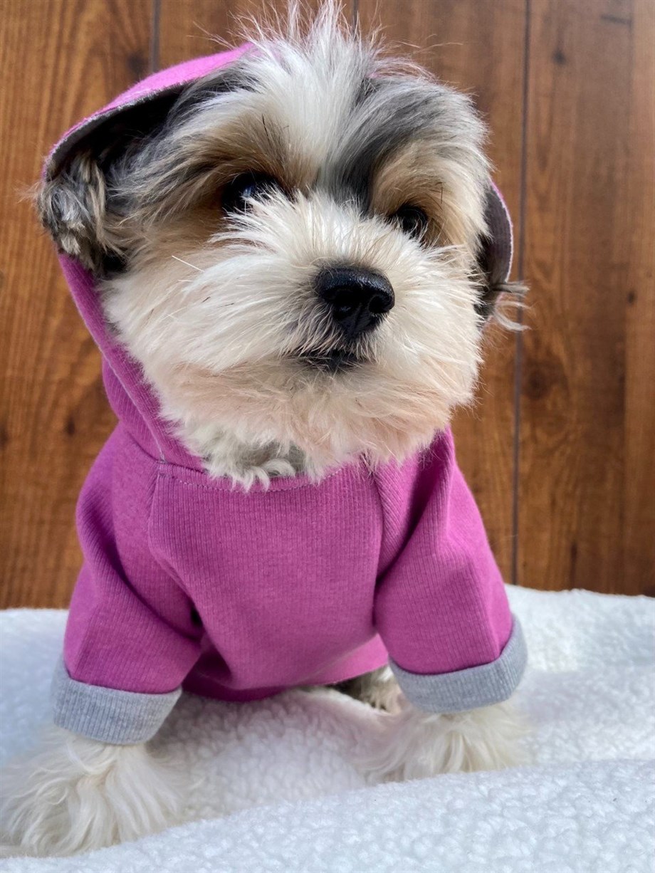 Moi And Ellie Jude Hoodie Dog Sweatshirt