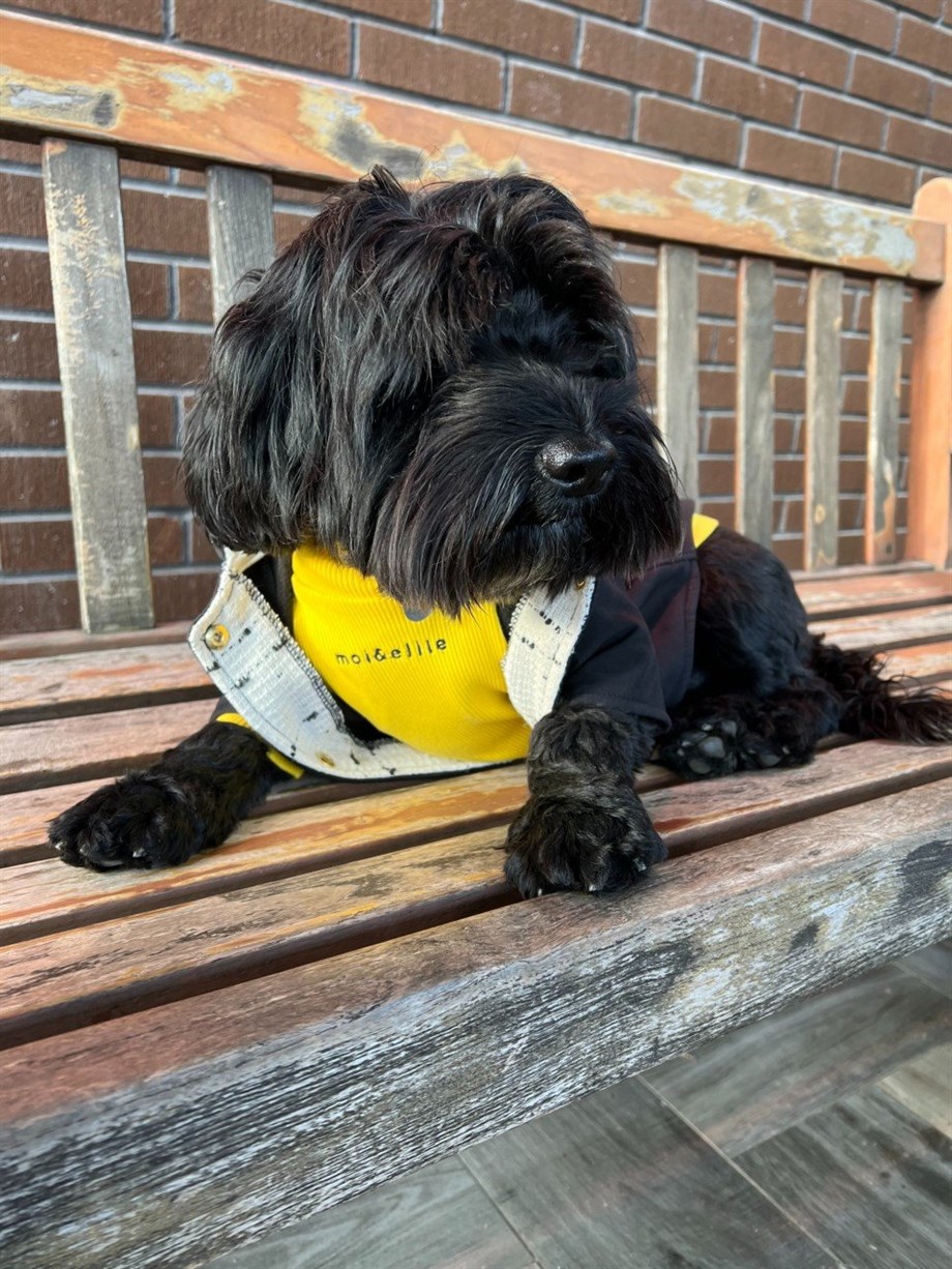 Moi And Ellie Max Black Raincoat Dog