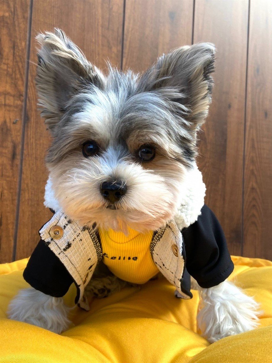 Moi And Ellie Max Black Raincoat Dog