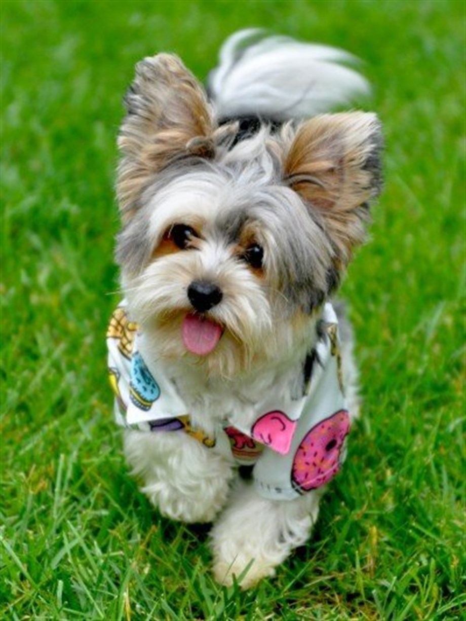 Moi And Ellie Sweety Ice-Cream Shirt