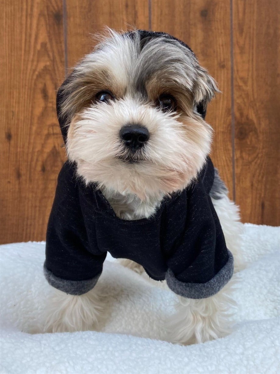 Moi and Ellie Will Hoodie sweatshirt