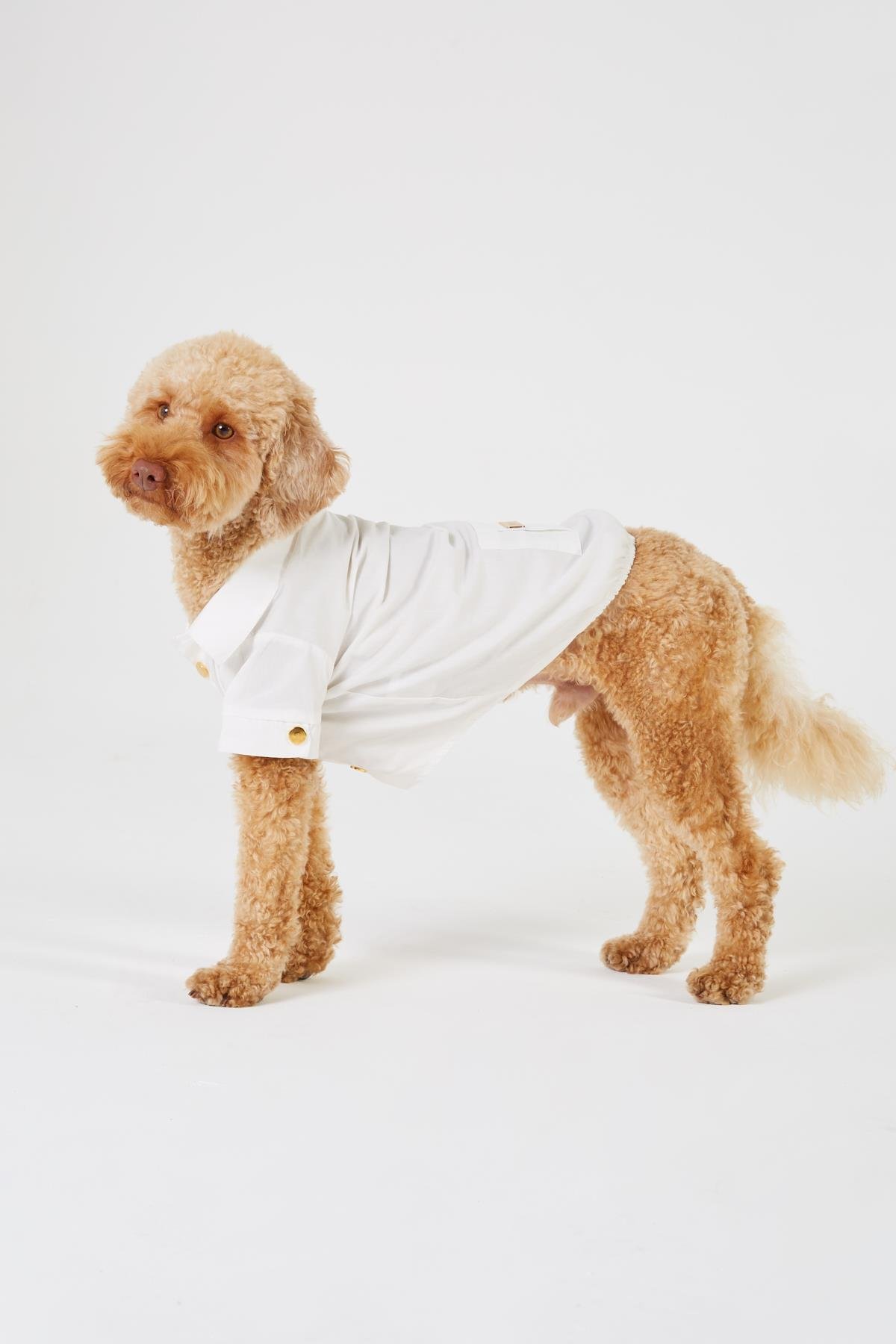 Monido Beyaz Köpek Gömlek - Gold Düğmeler ve Cep Detaylı