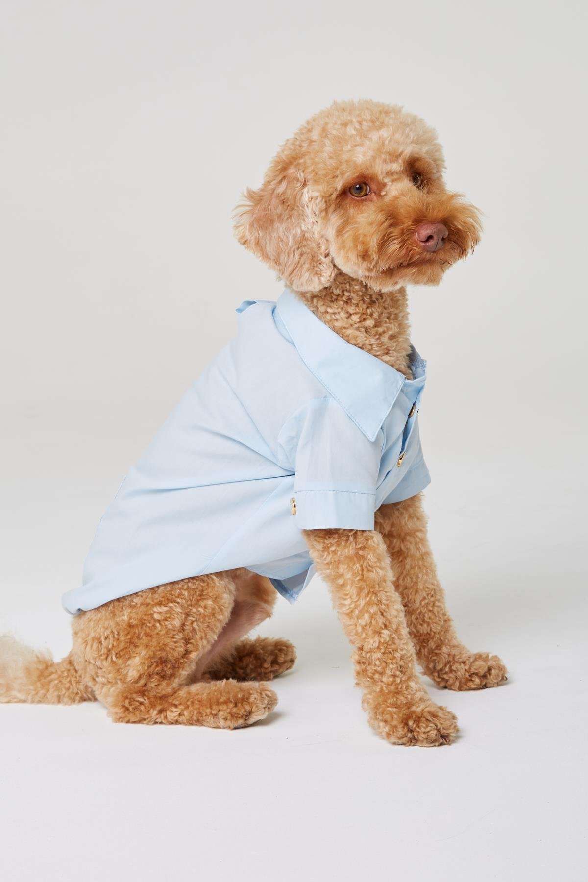 Monido Mavi Köpek Gömlek - Gold Düğmeler ve Cep Detaylı