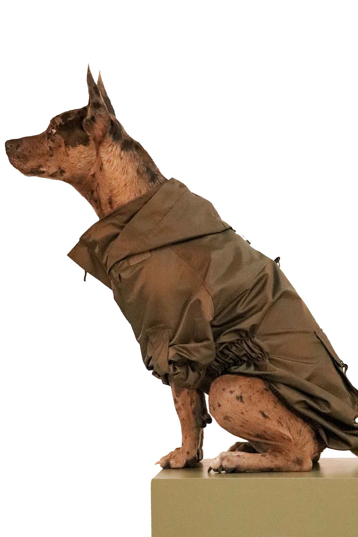 Muwa haki yağmurluk