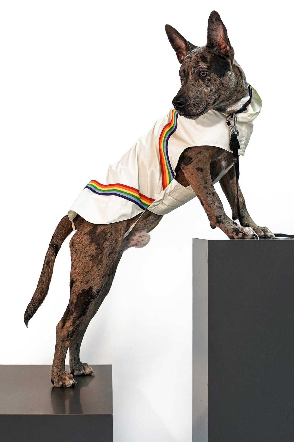 Muwa rainbow yağmurluk