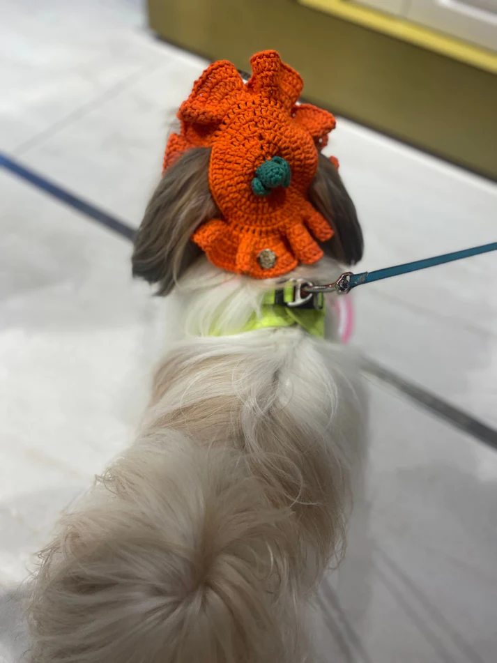 My Petit Paw Dog Hat - Pumpkin