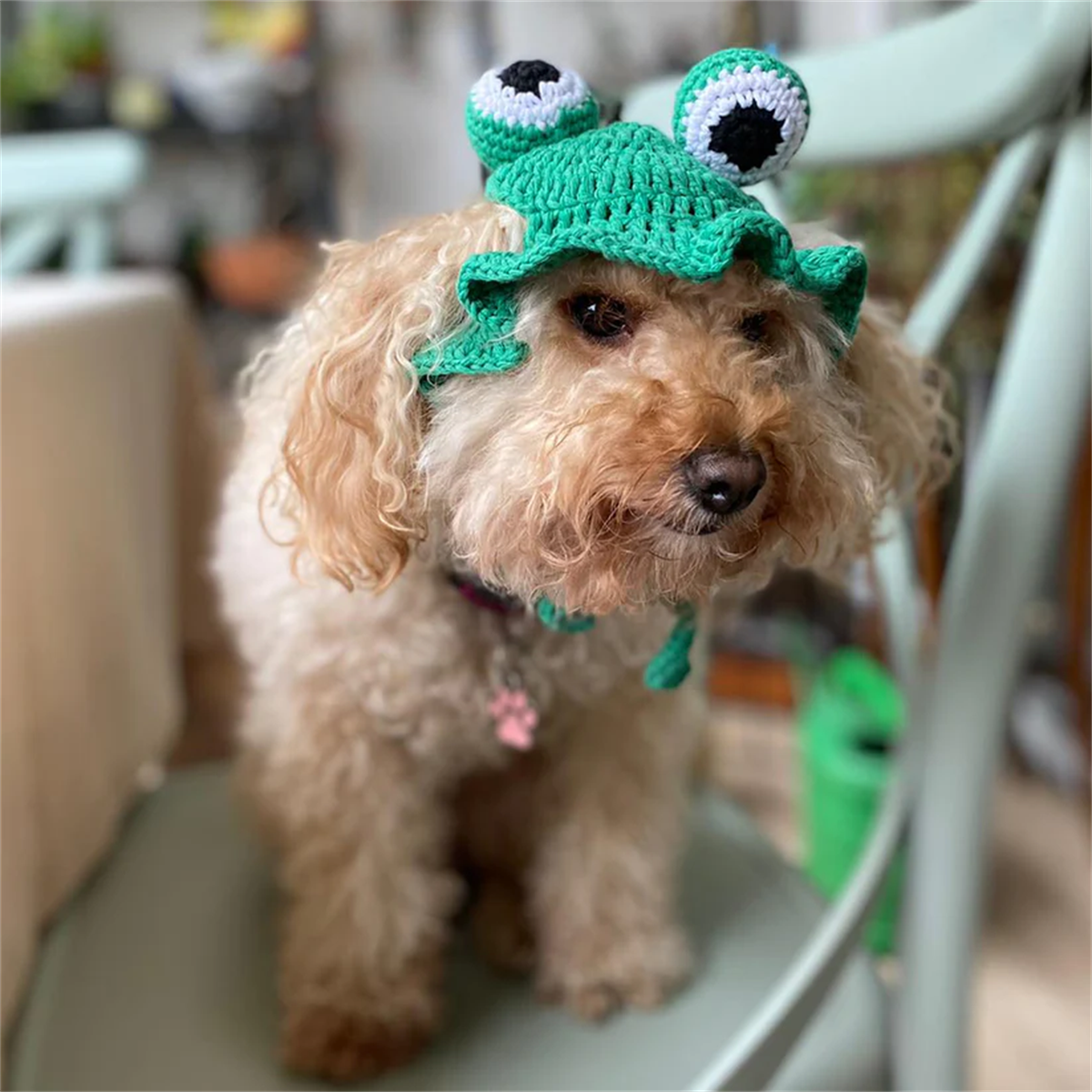 My Petit Paw Köpek Şapka - Frogy
