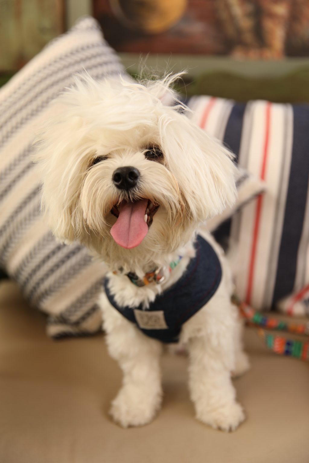 Oli and Lui La Festa Köpek Göğüs Tasması