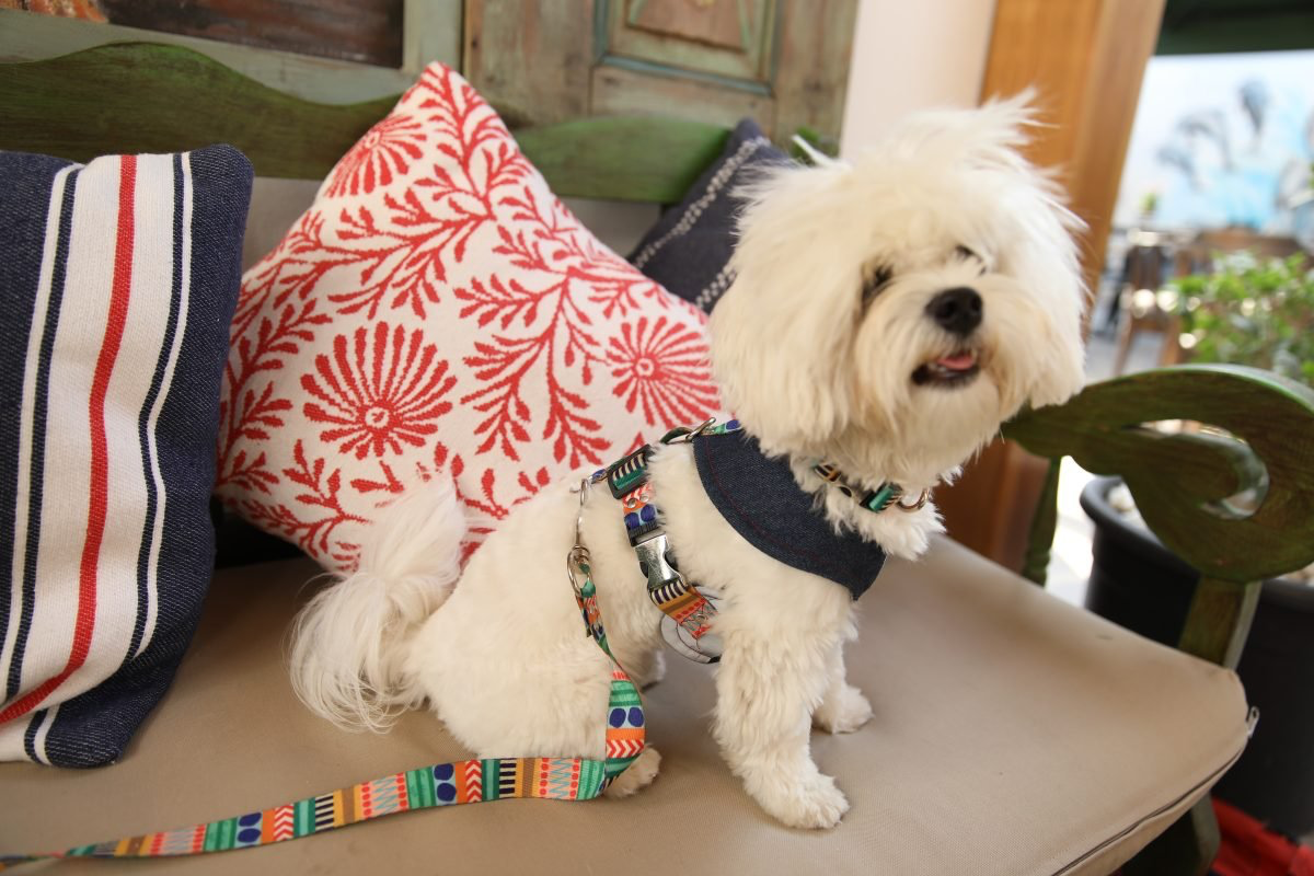 Oli and Lui La Festa Köpek Göğüs Tasması