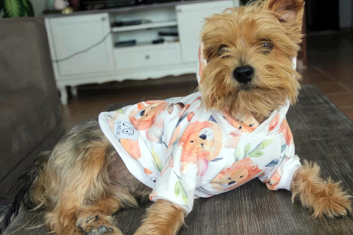 Oli And Lui Lion Dog Sweatshirt