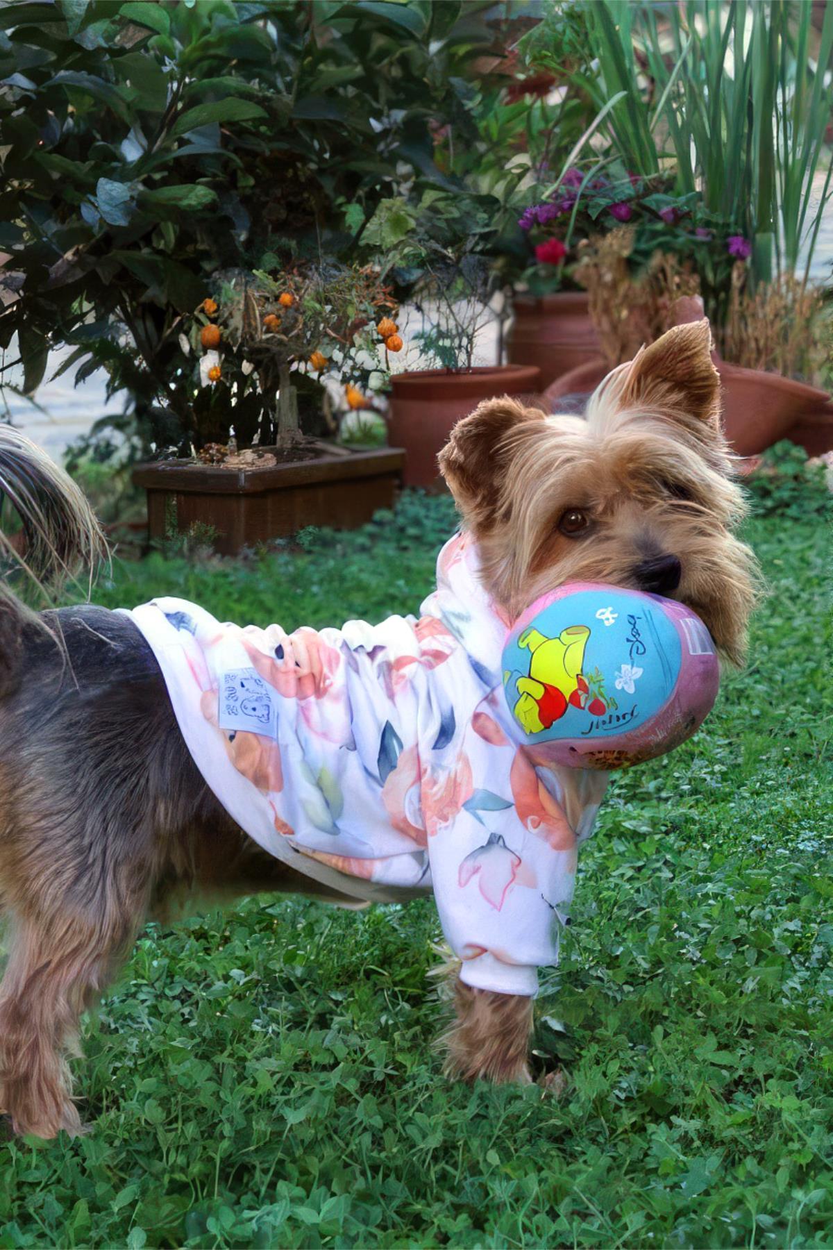 Oli And Lui Lion Dog Sweatshirt