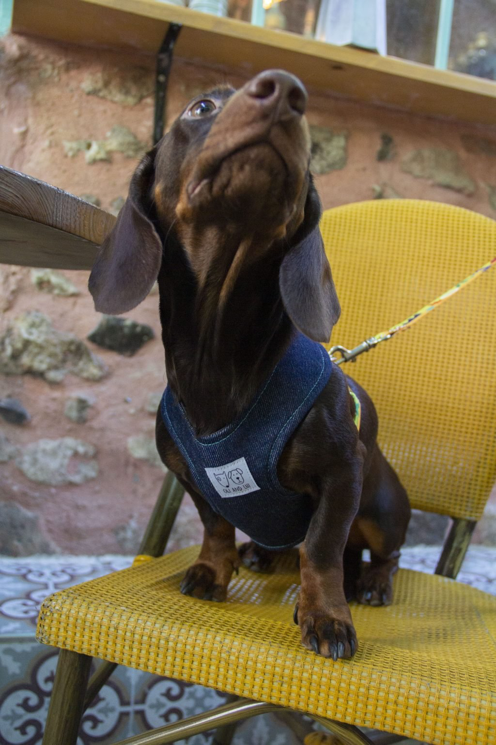 Oli and Lui Matisse Köpek Göğüs Tasması