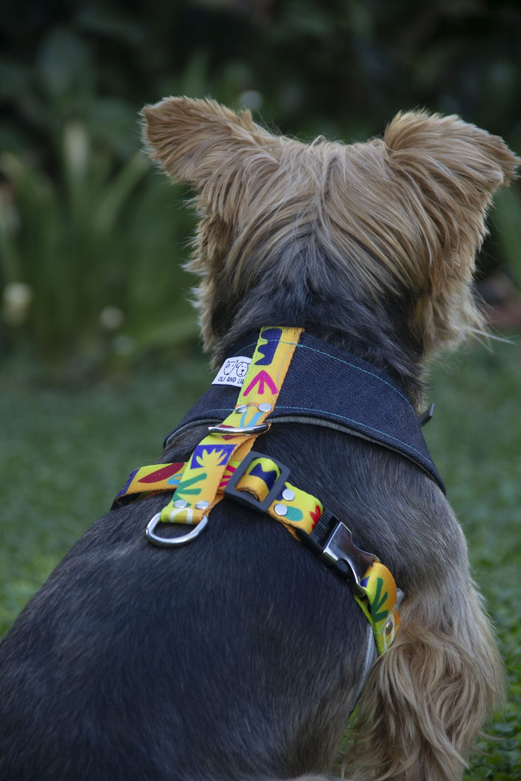 Oli and Lui Matisse Köpek Göğüs Tasması