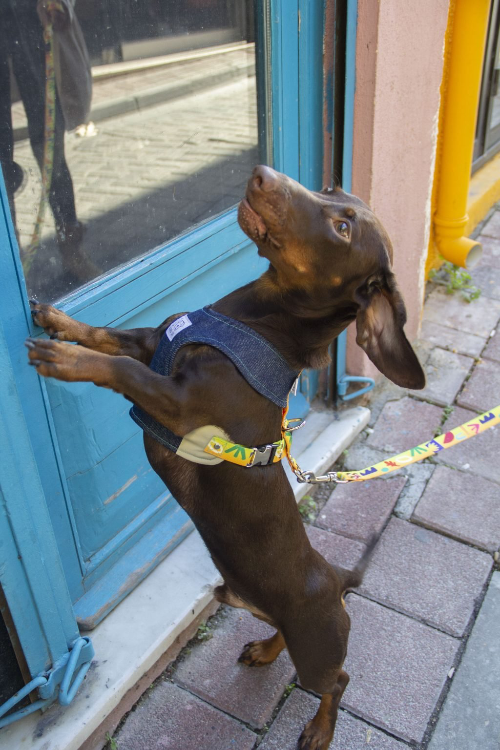 Oli and Lui Matisse Köpek Göğüs Tasması