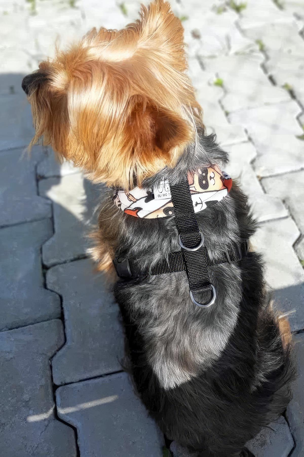 Oli and Lui Orange Köpek Göğüs Tasması
